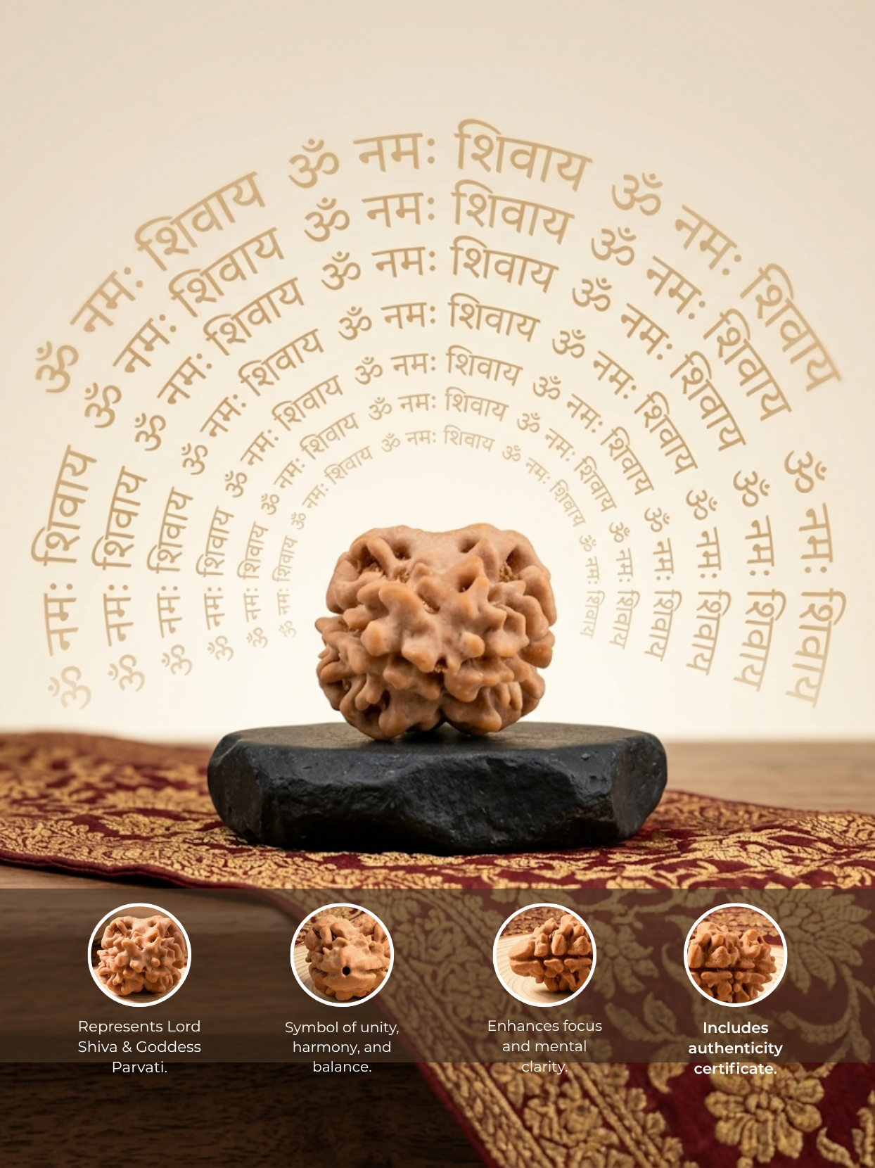 2 Mukhi Nepali Rudraksha Bead Large 20 mm
