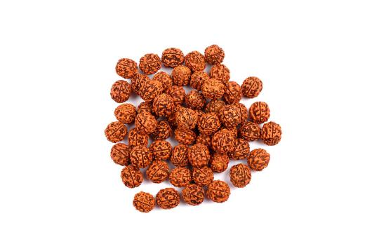 Five Mukhi Loose Beads from Java (15 mm)-100 Beads