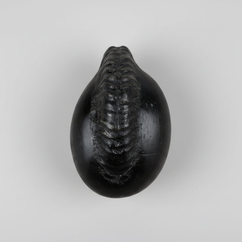 Hayagriva Ganesh Shaligram Shila