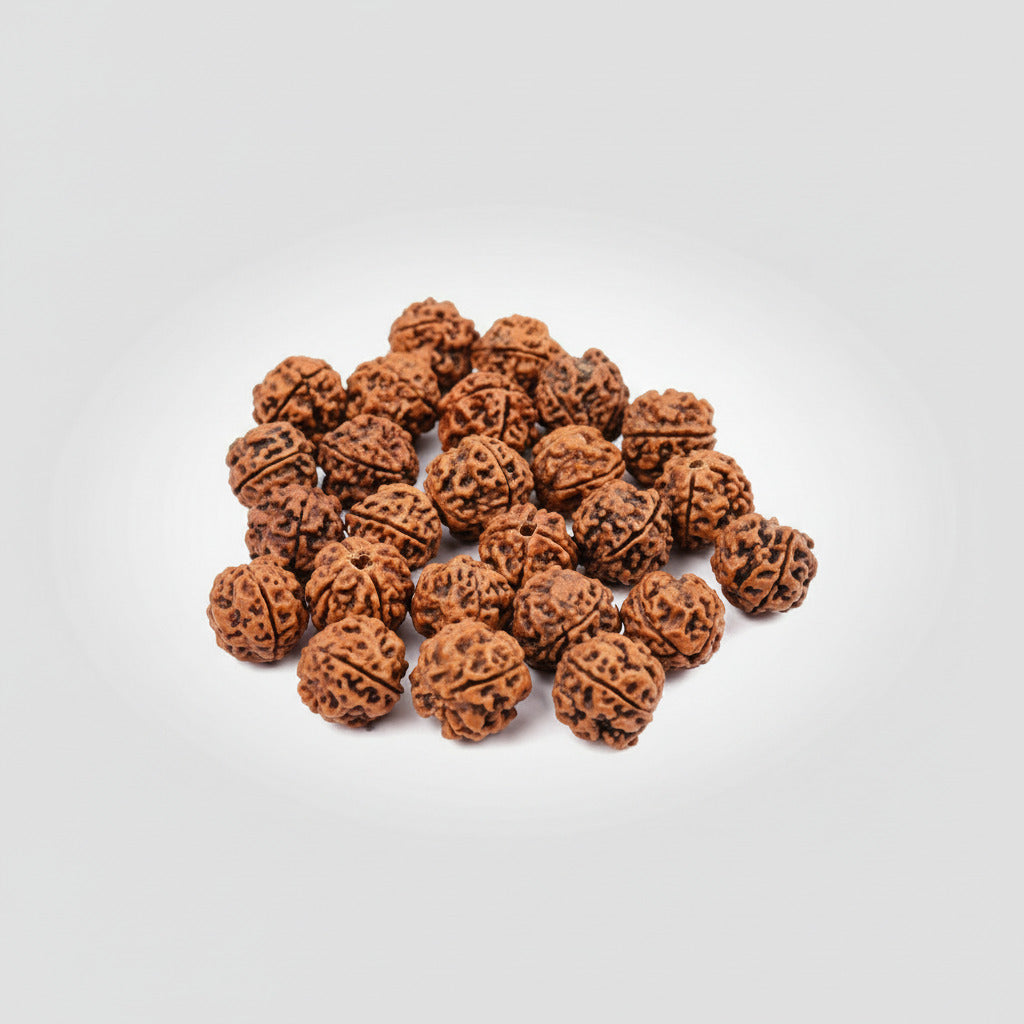 4 Mukhi Rudraksha from Nepal Loose Beads Pack-50 Beads