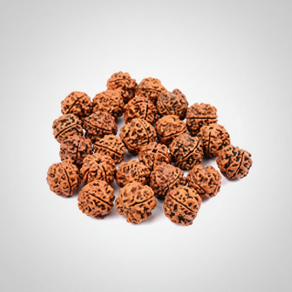 4 Mukhi Rudraksha from Nepal Loose Beads Pack-75 Beads