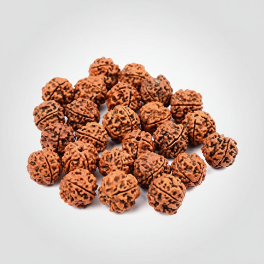 4 Mukhi Rudraksha from Nepal Loose Beads Pack-25 Beads