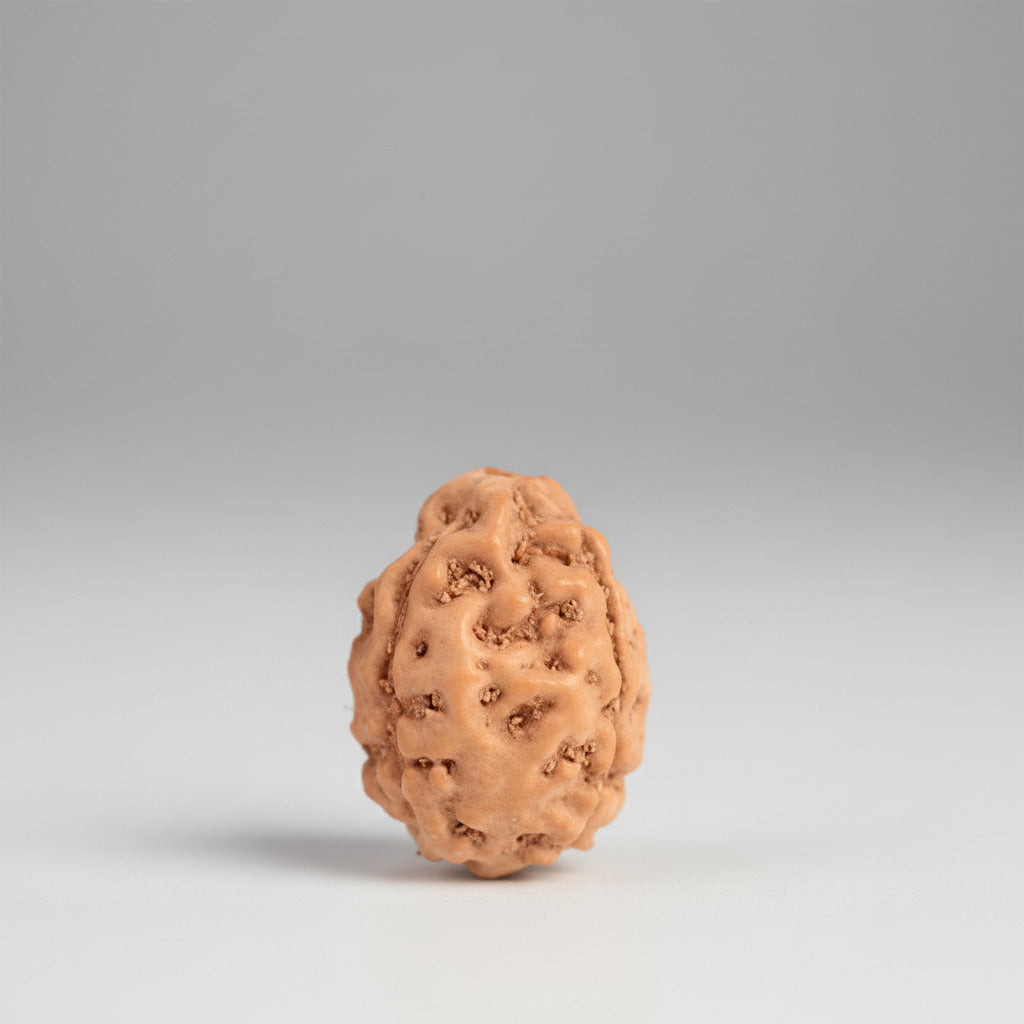 Three Mukhi from Java Indonesia