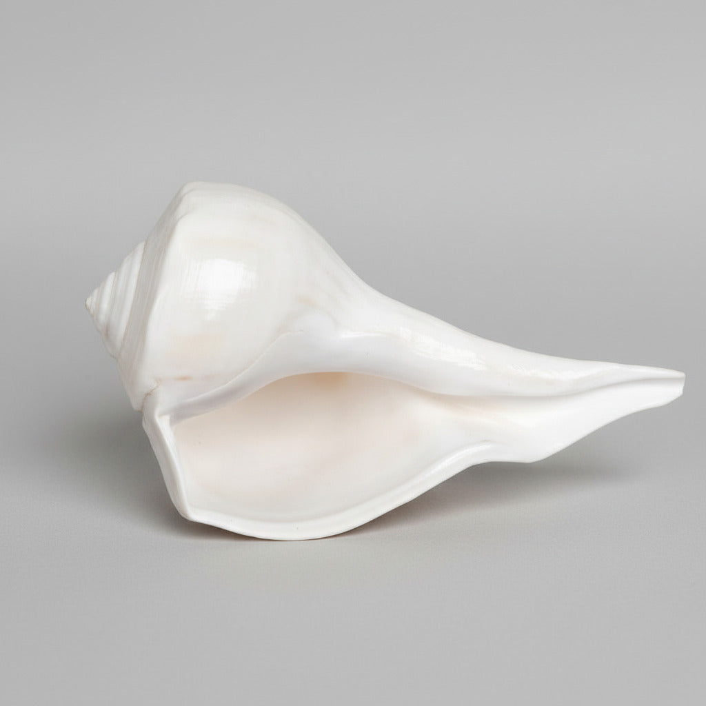 Right Hand Whelk Shankh (5 inches)