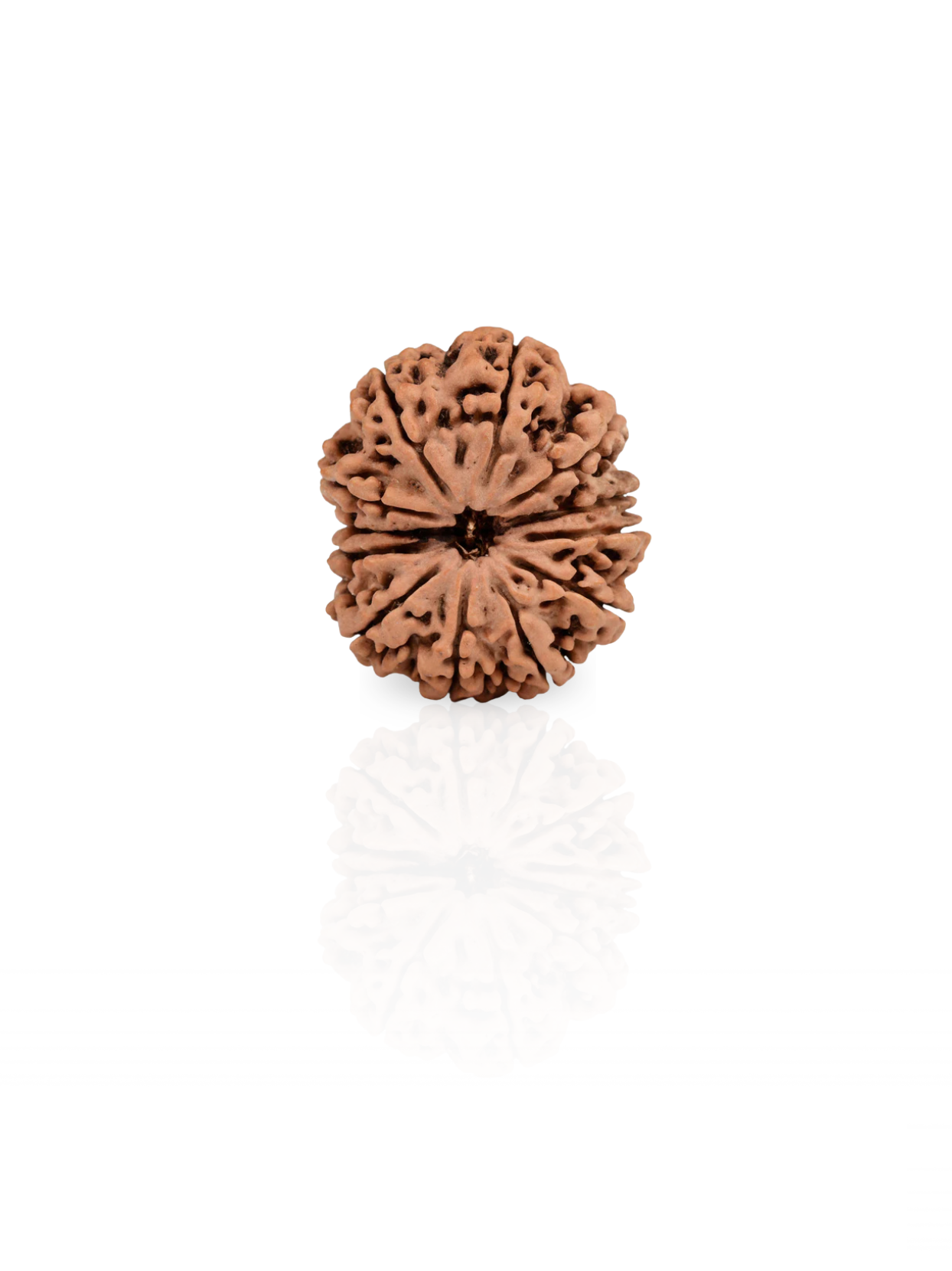 12 Mukhi Rudraksha from Nepal - 30 mm - Natural Certified Bead for Surya and Leadership