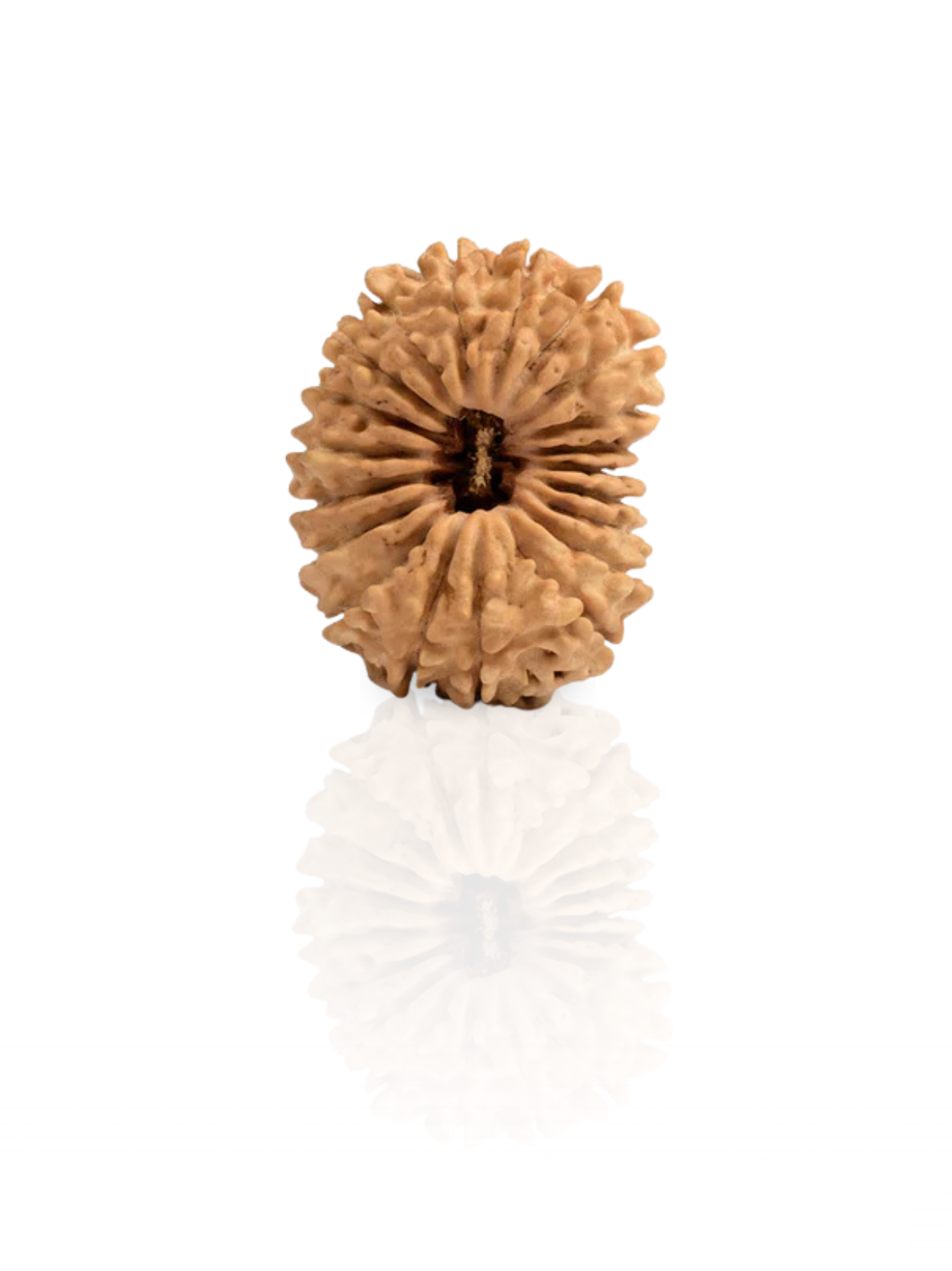 20 Mukhi Rudraksha from Nepal