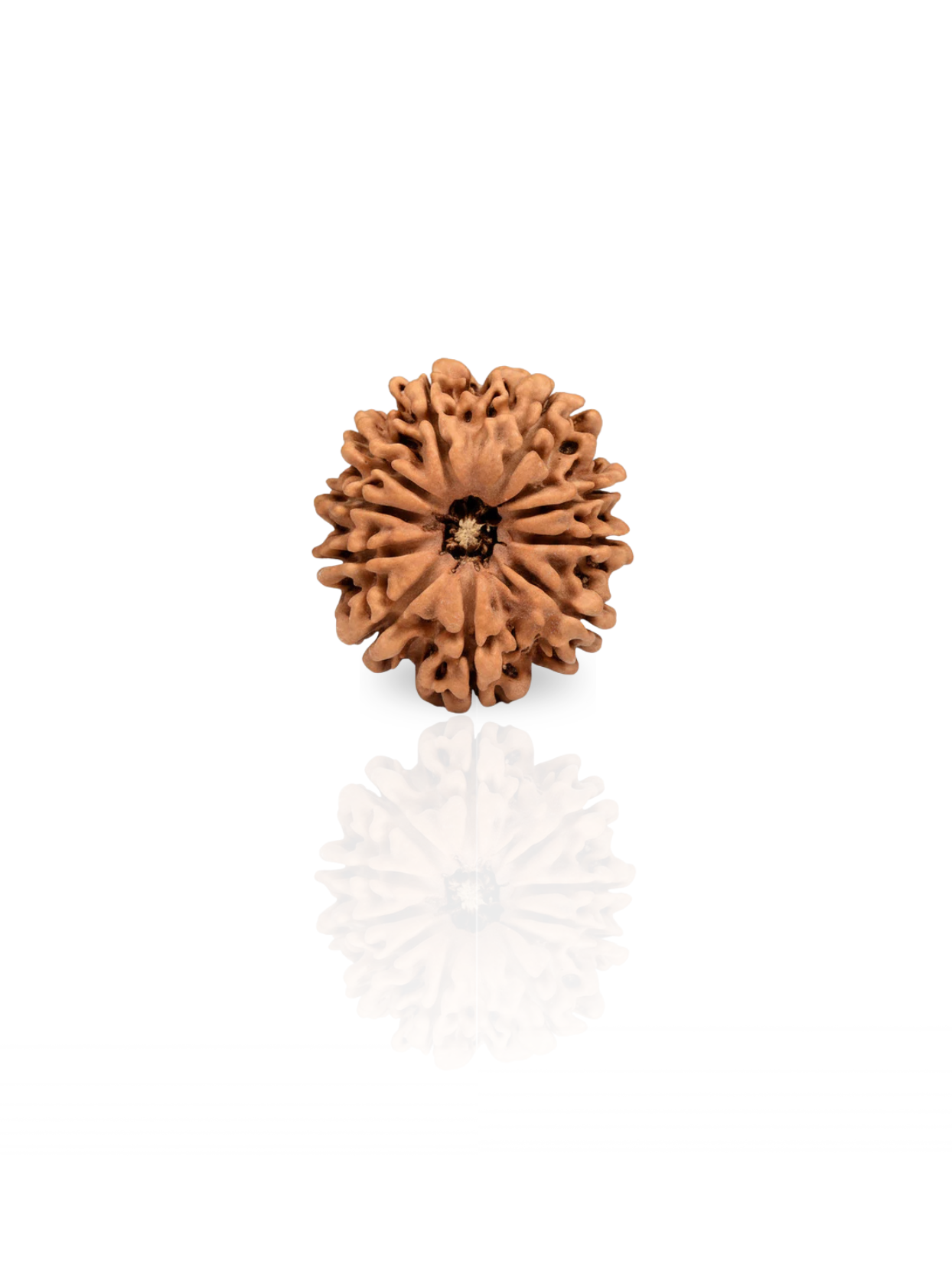 10 Mukhi Rudraksha from Nepal - Small 22 mm - Natural Certified Bead for Vishnu and Peace
