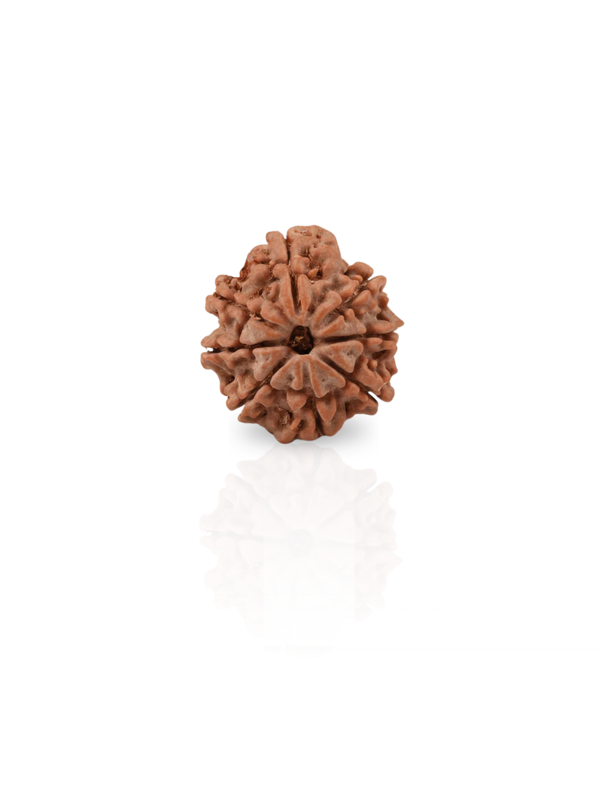8 Mukhi Rudraksha from Nepal - 22 mm - Natural Certified Bead for Ganesha and Obstacle Removal