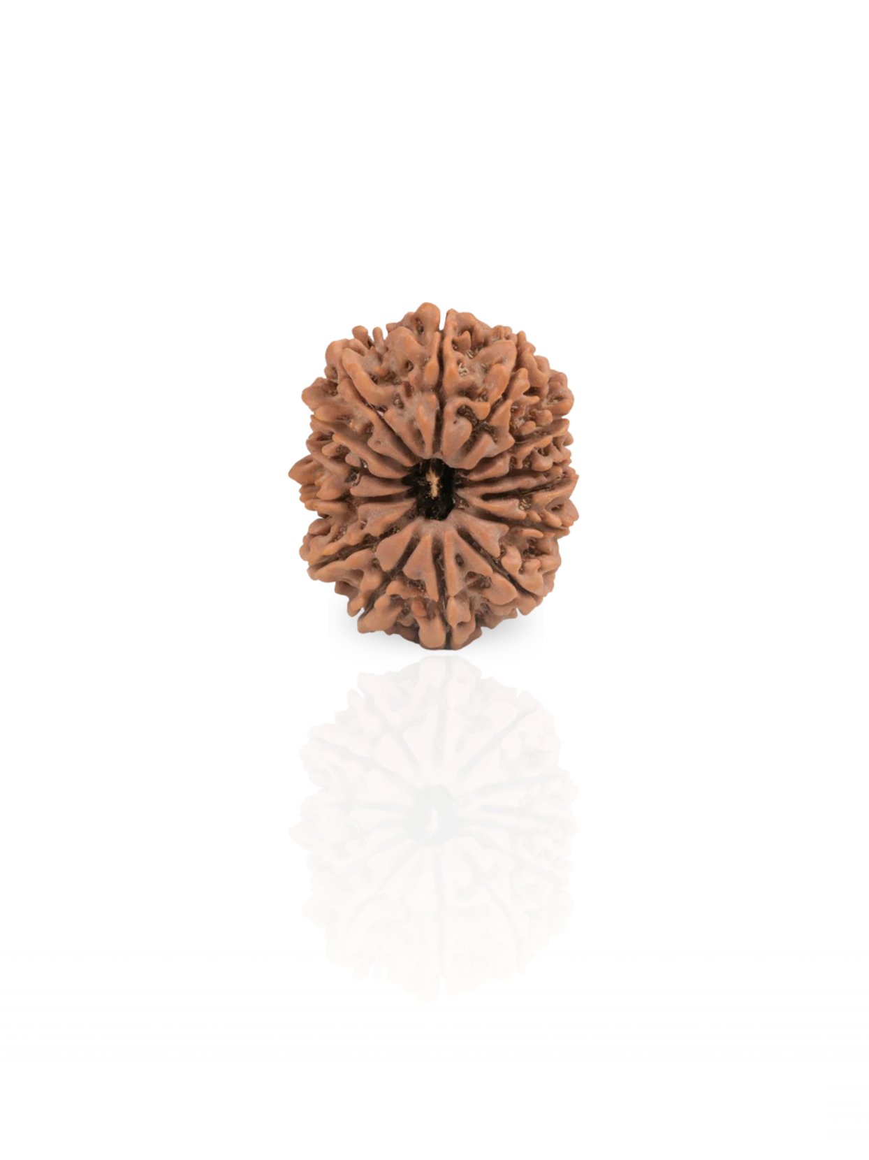 14 Mukhi Rudraksha from Nepal - 30 to 32 mm - Natural Certified Bead for Shiva and Intuition