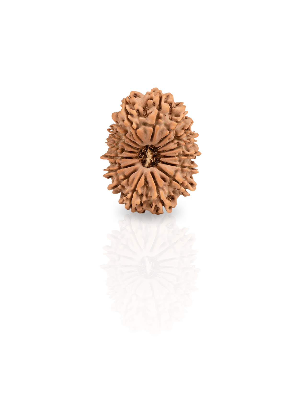 16 Mukhi Rudraksha from Nepal | 28 mm | Certified
