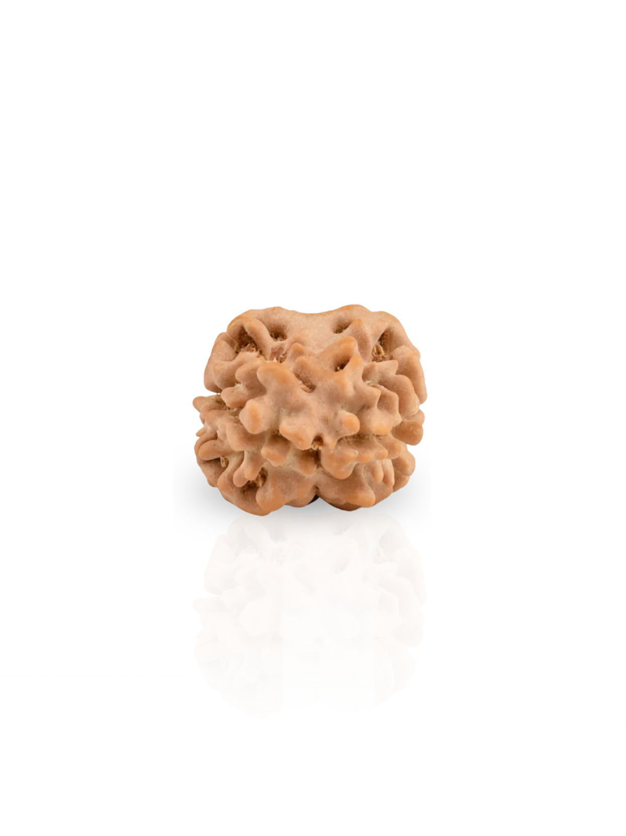 2 Mukhi Nepali Rudraksha Bead Large 20 mm