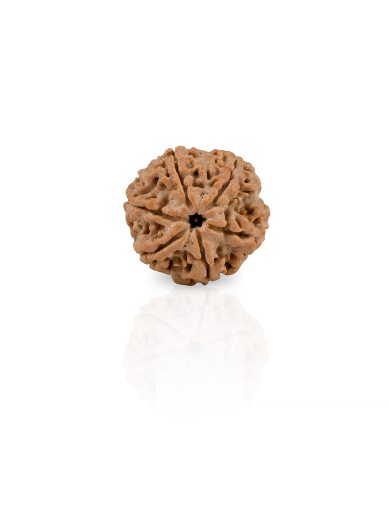 6 Mukhi Rudraksha from Nepal - Collector 22 mm - Natural Certified Bead for Kartikeya and Confidence