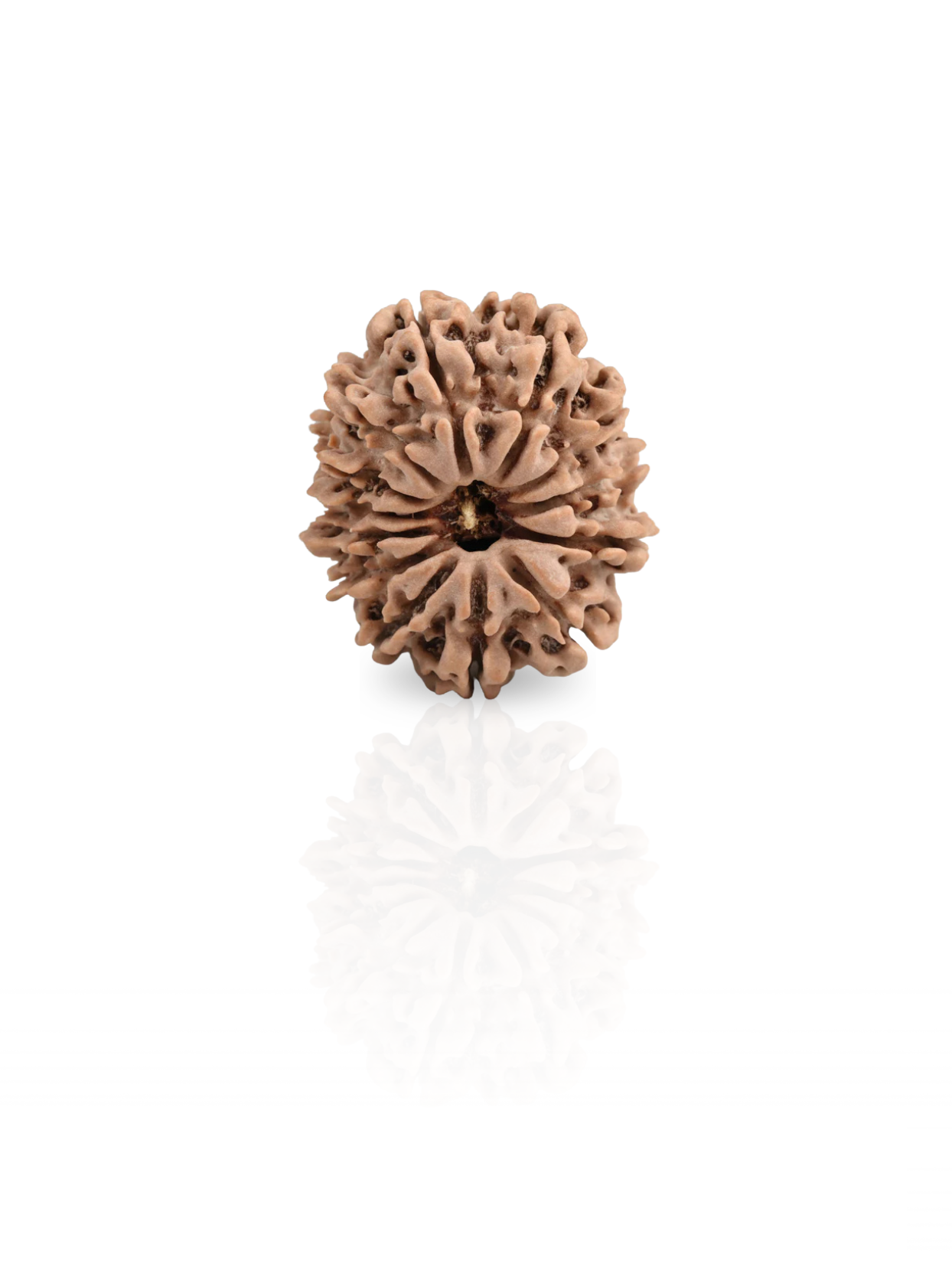 13 Mukhi Rudraksha from Nepal - 22 to 25 mm - Natural Certified Bead for Kamadeva and Desires