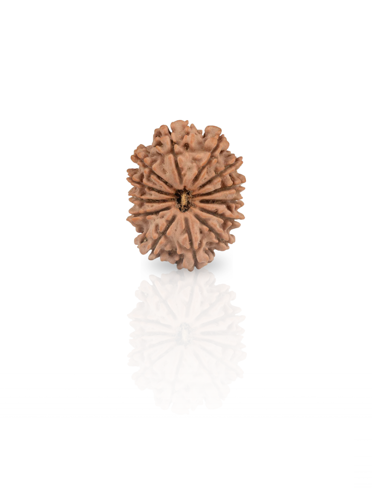 13 Mukhi Rudraksha from Nepal - 26 mm - Natural Certified Bead for Kamadeva and Desires