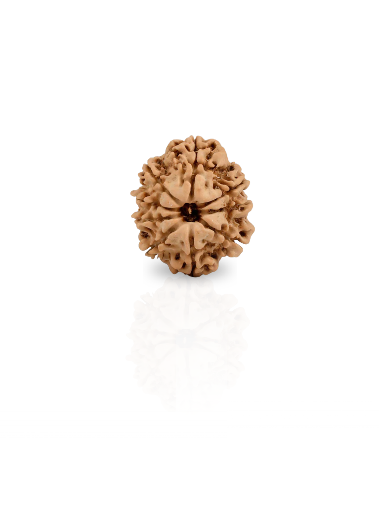 9 Mukhi Rudraksha from Nepal - 22 mm - Natural Certified Bead for Durga and Power