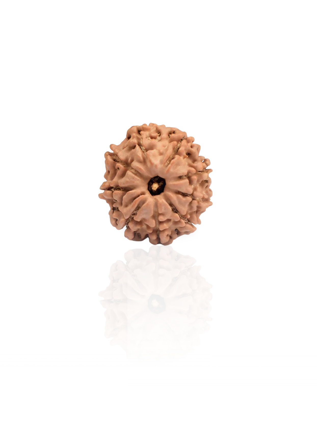 9 Mukhi Rudraksha from Nepal - 20 to 22 mm - Natural Certified Bead for Durga and Power