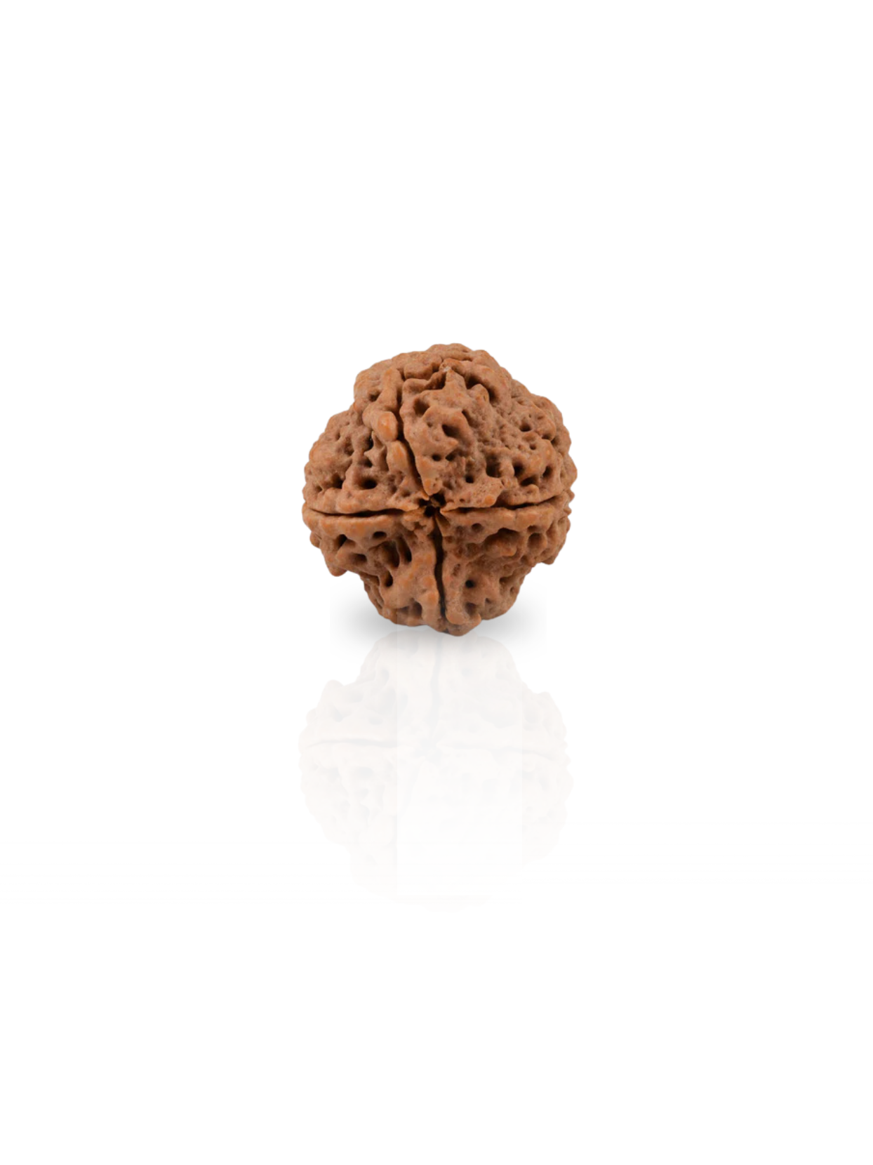 4 Mukhi Rudraksha from Nepal - Collector 25 mm - Natural Certified Bead for Brihaspati and Intellect