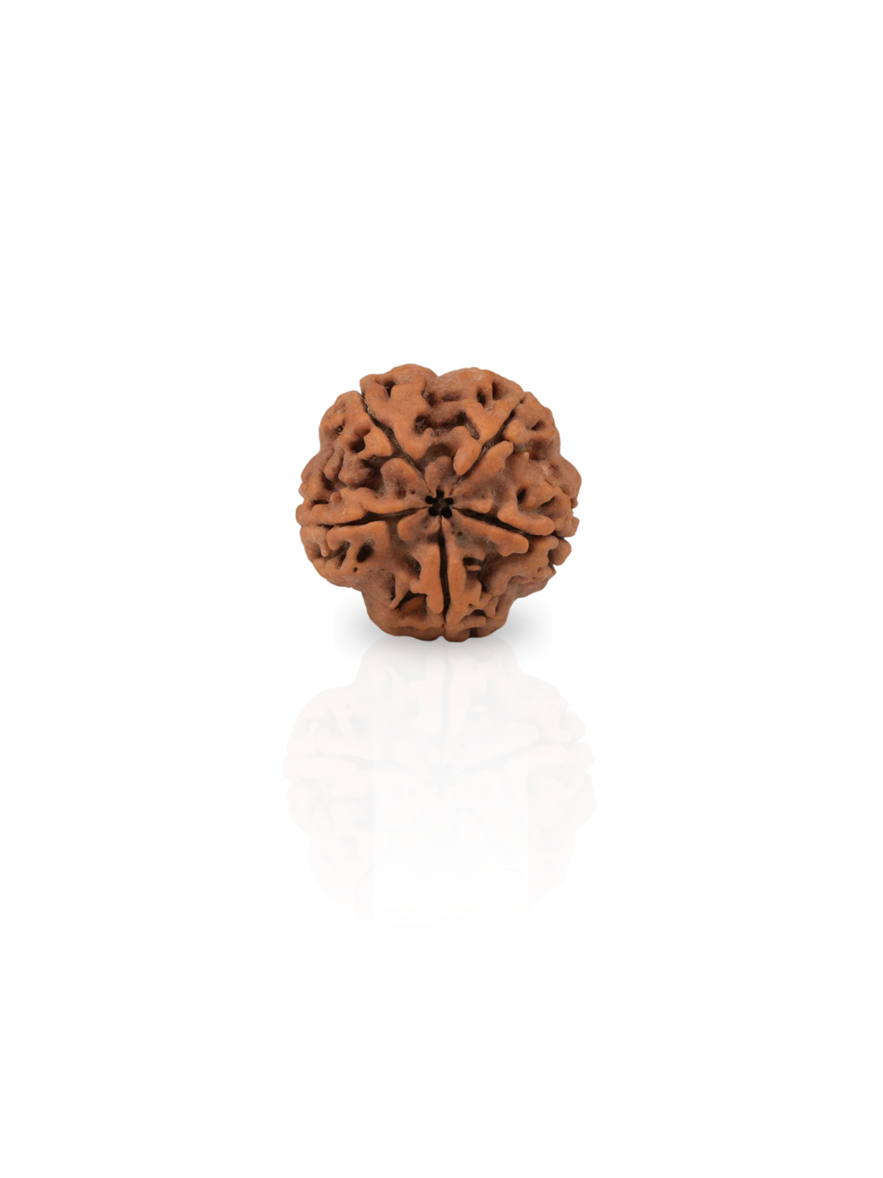 5 Mukhi Rudraksha from Nepal - Collector 25 mm - Natural Certified Bead for Shiva and Protection