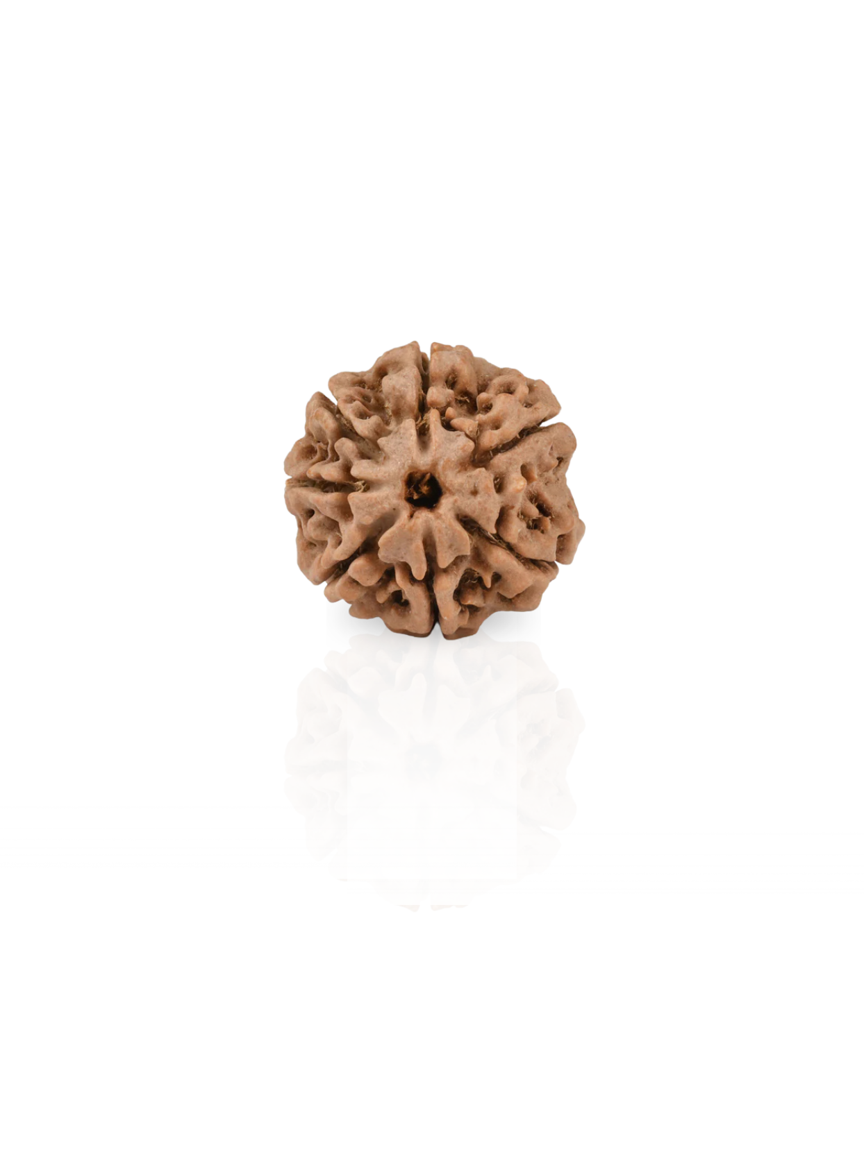 7 Mukhi Rudraksha from Nepal - Collector Grade - Natural Certified Bead for Lakshmi and Wealth