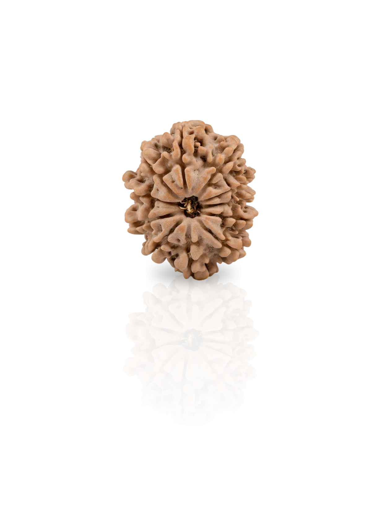 11 Mukhi Rudraksha from Nepal - 20 to 22 mm - Natural Certified Bead for Hanuman and Courage