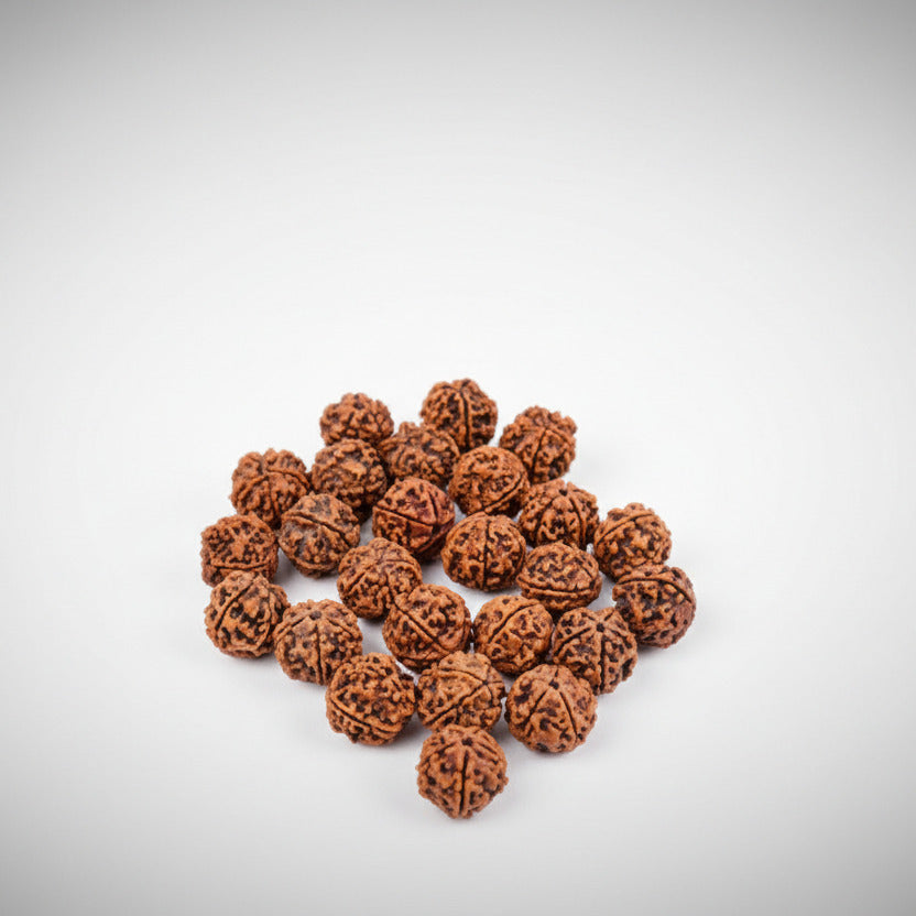 5 Mukhi Rudraksha from Nepal Loose Beads Pack-100 Beads