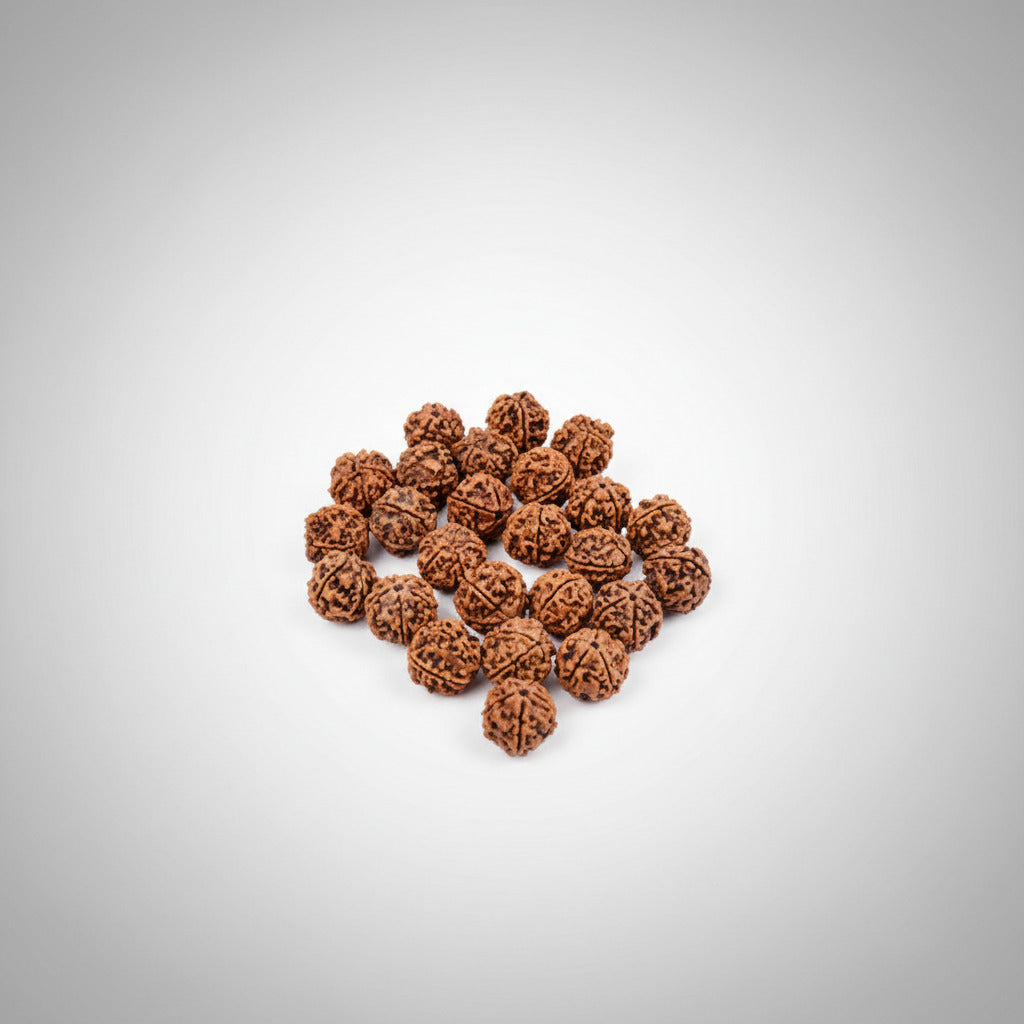 5 Mukhi Rudraksha from Nepal Loose Beads Pack-25 Beads
