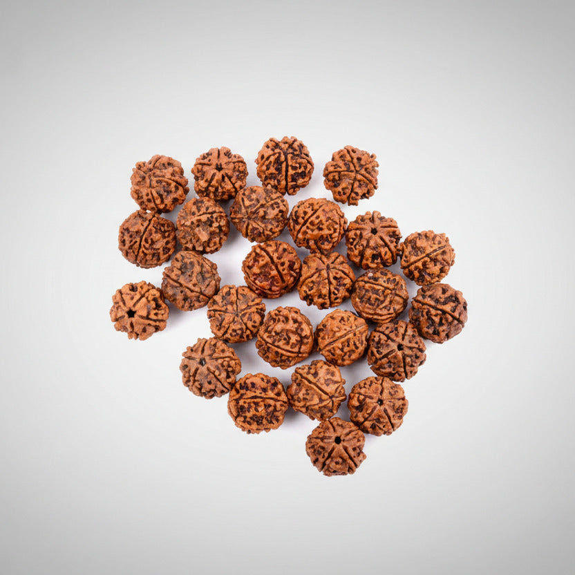 5 Mukhi Rudraksha from Nepal Loose Beads Pack-75 Beads