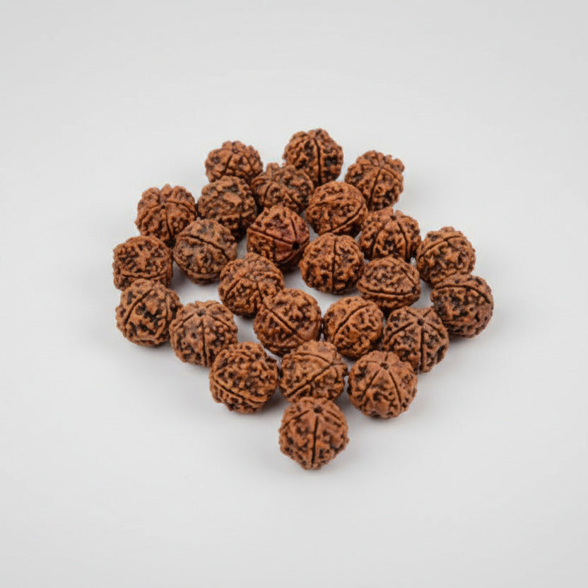 5 Mukhi Rudraksha from Nepal Loose Beads Pack-75 Beads