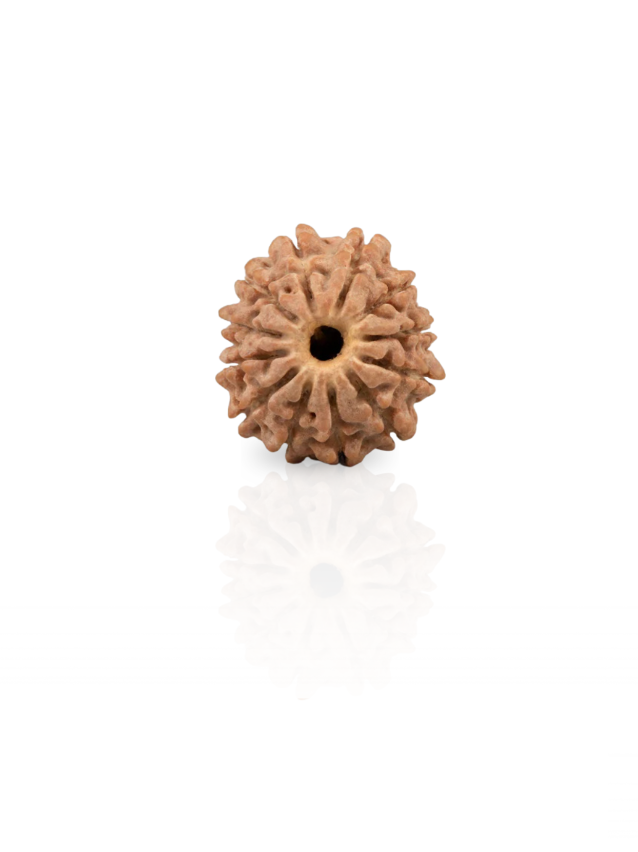 12 Mukhi Rudraksha from Nepal - 15 mm - Natural Certified Bead for Surya and Leadership