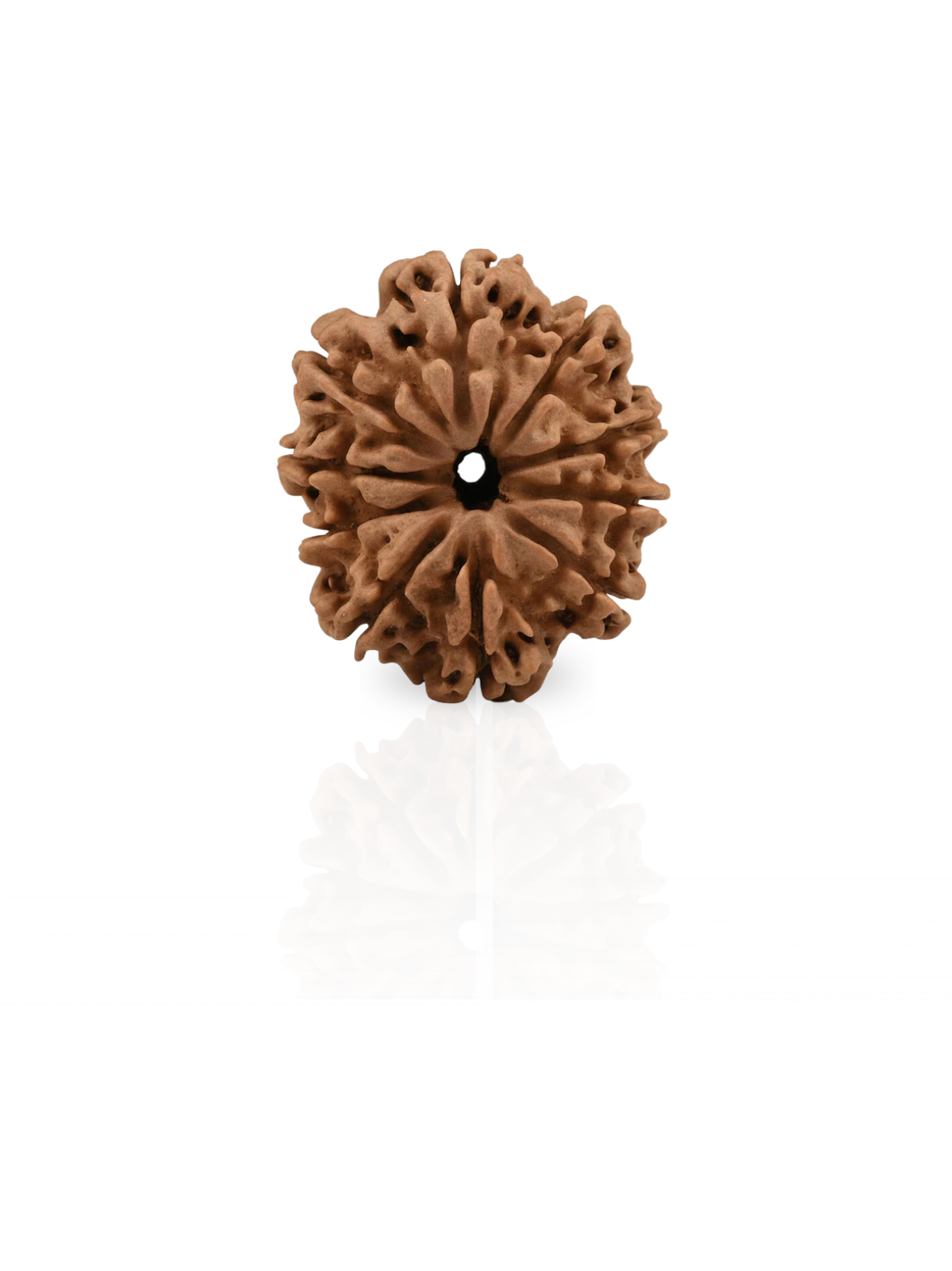 10 Mukhi Rudraksha from Nepal - 25 mm - Natural Certified Bead for Vishnu and Peace