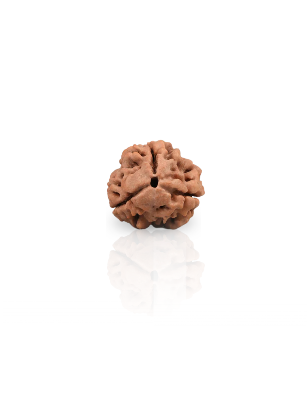 3 Mukhi Rudraksha from Nepal - 20 mm - Natural Certified Bead for Agni and Confidence