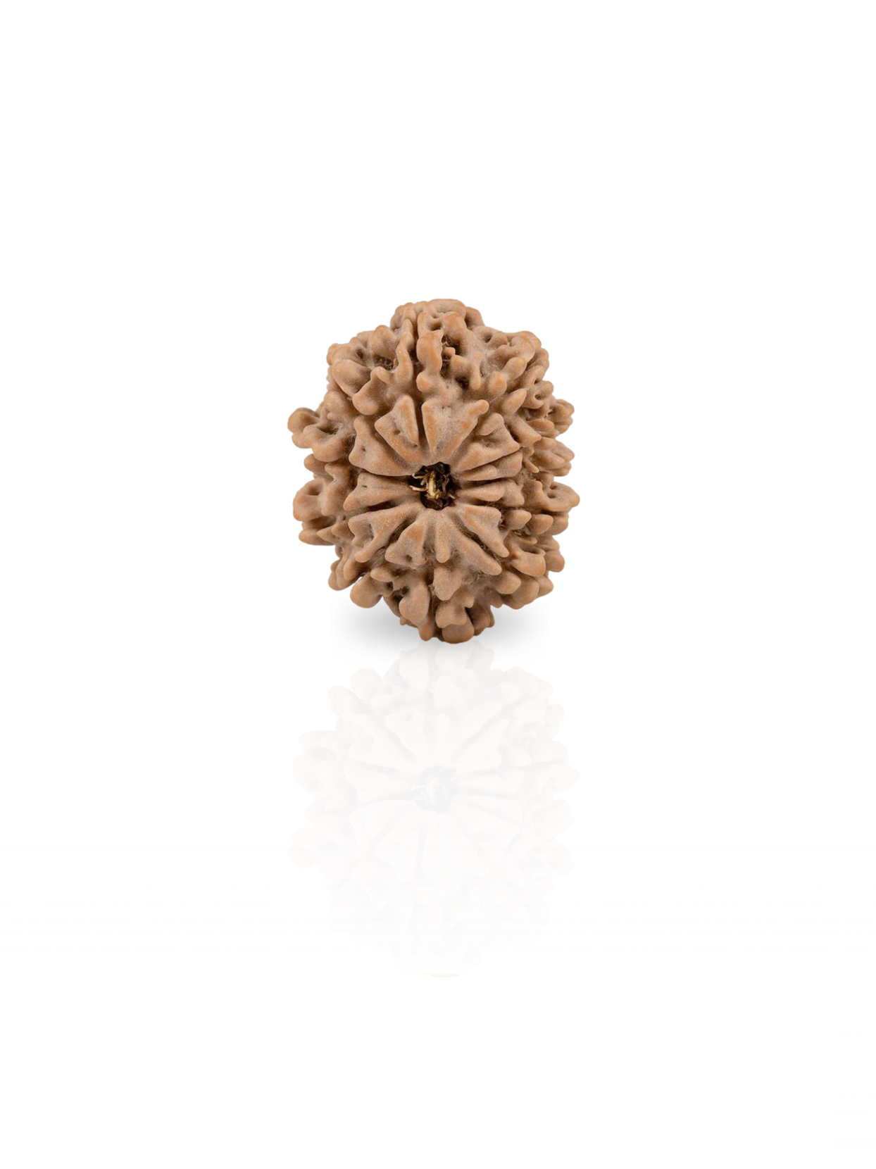 11 Mukhi Rudraksha from Nepal - 24 to 26 mm - Natural Certified Bead for Hanuman and Courage