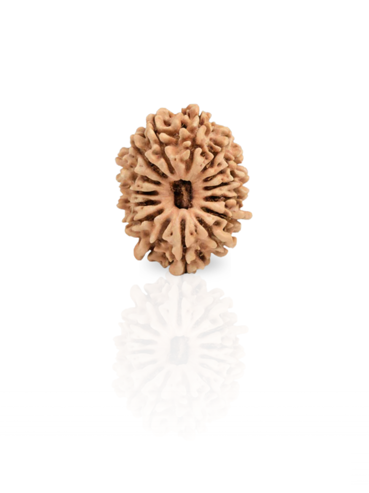 15 Mukhi Rudraksha from Nepal | 25 mm | Certified