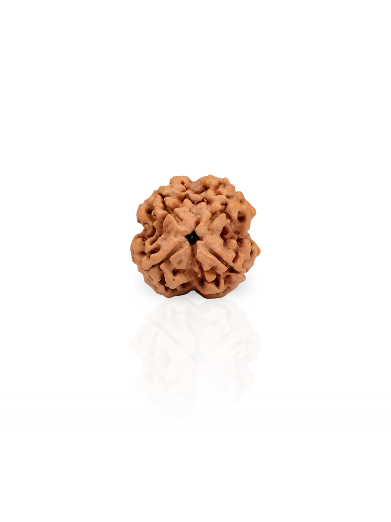 4 Mukhi Rudraksha from Nepal - Small - Natural Certified Bead for Brihaspati and Intellect