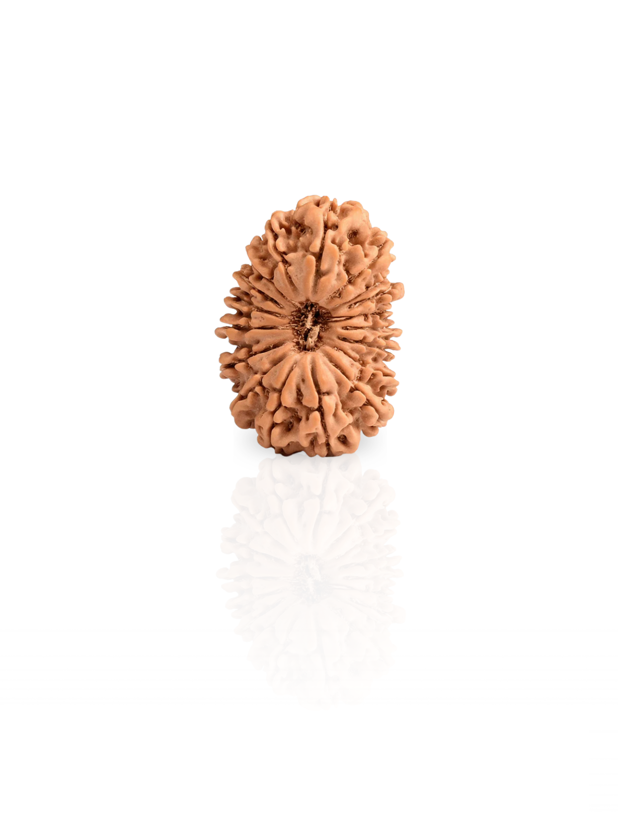 18 Mukhi Rudraksha from Nepal | 30 mm | Certified