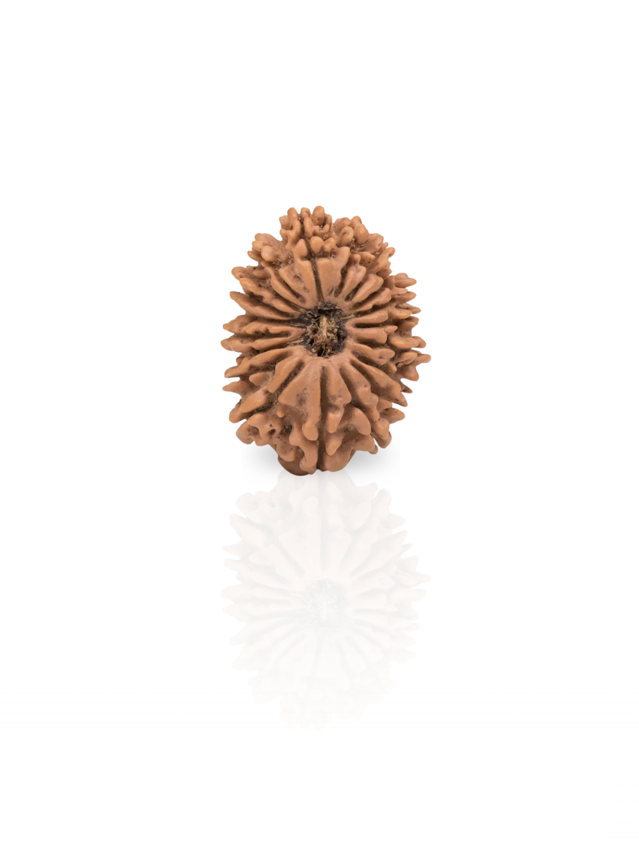 19 Mukhi Rudraksha from Nepal | 22–25 mm | Certified