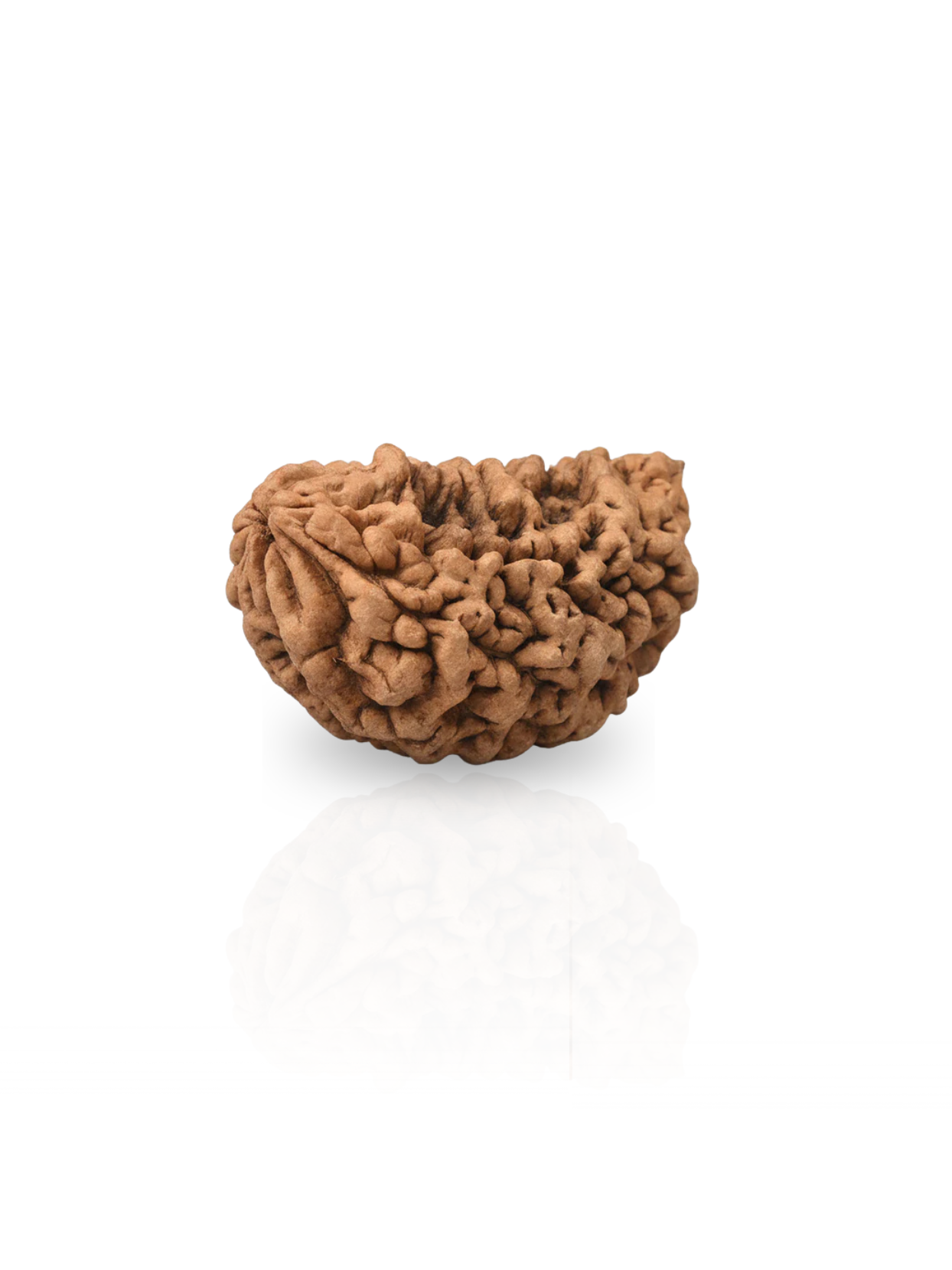 1 Mukhi Half Moon Rudraksha Bead 40 mm