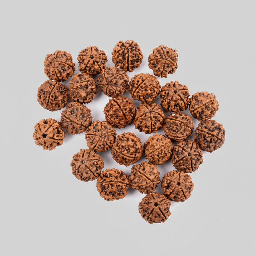 5 Mukhi Rudraksha from Nepal Loose Beads Pack-25 Beads