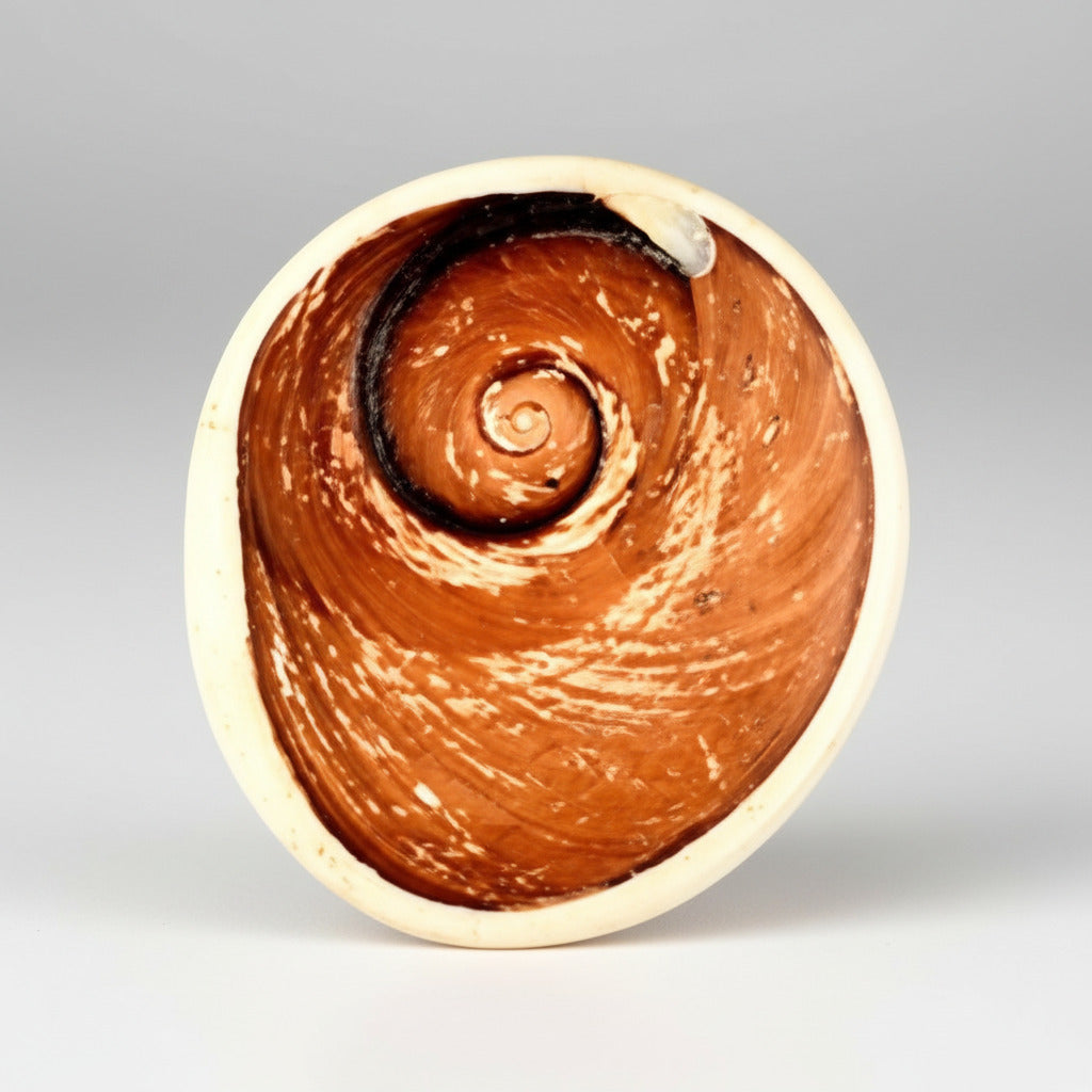 Gomati Chakra Giant