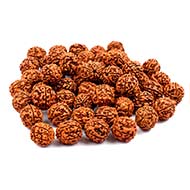 Five Mukhi Loose Beads from Java (15 mm)-55 Beads