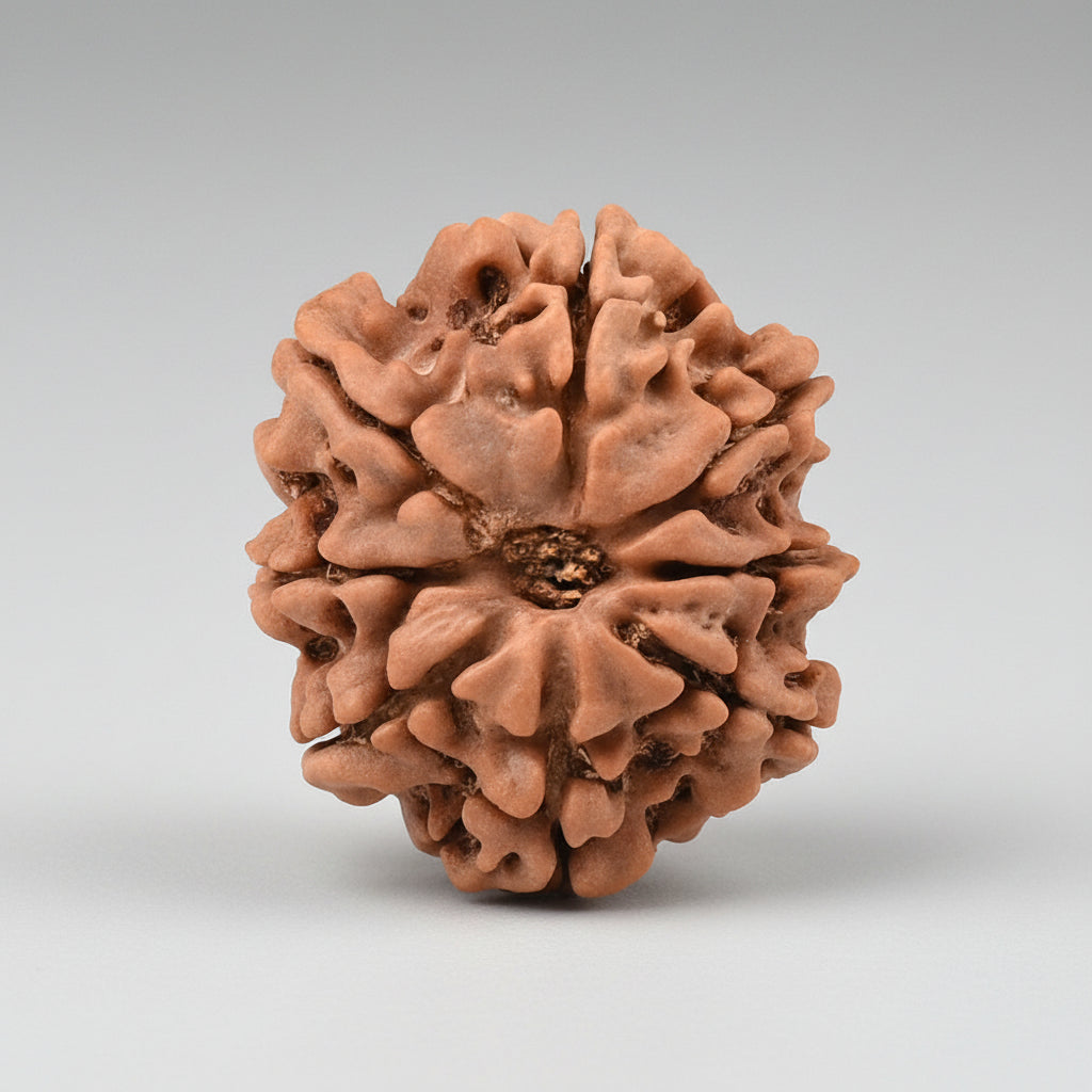 8 Mukhi from Nepal Large