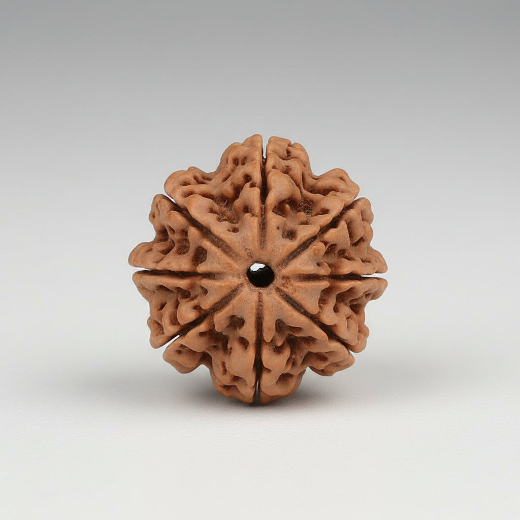 8 Mukhi from Nepal