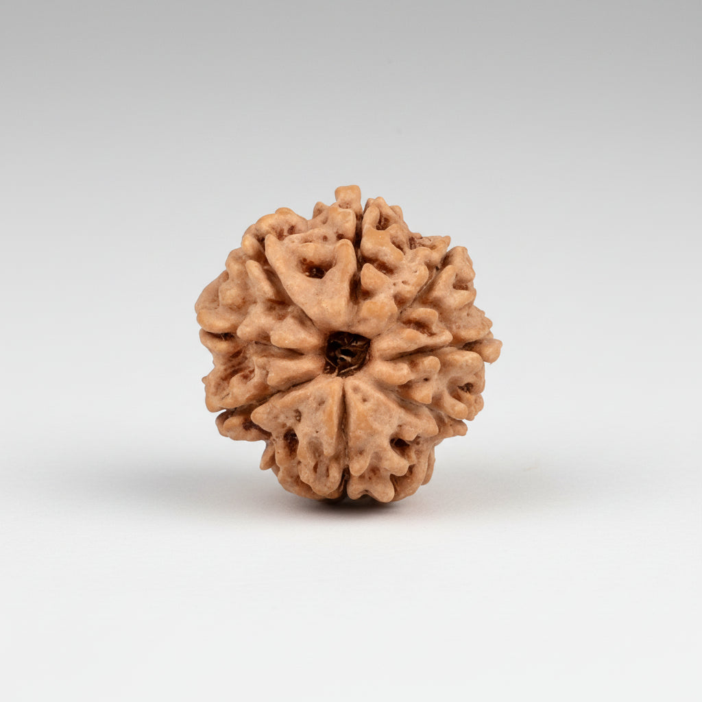 8 Mukhi from Nepal Small