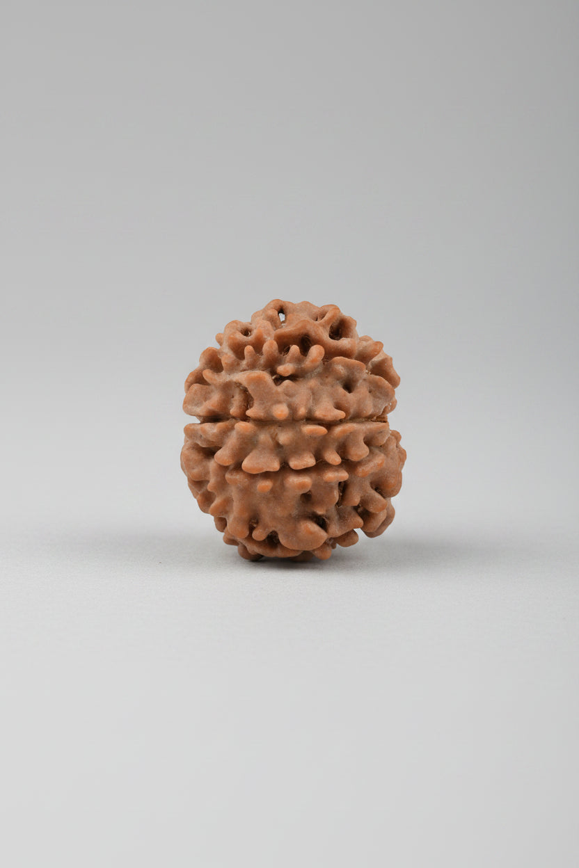 8 Mukhi Rudraksha from Nepal - Small 18 mm - Natural Certified Bead for Ganesha and Success
