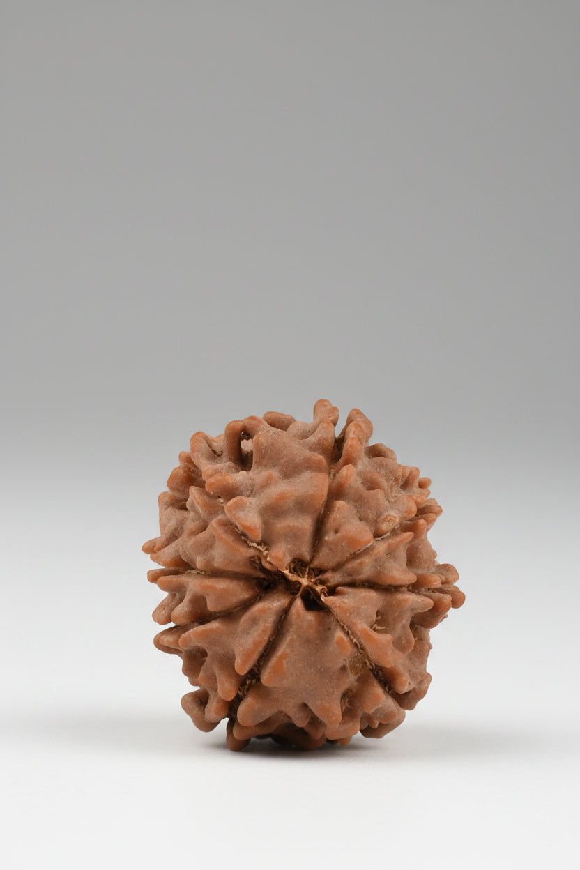 8 Mukhi Rudraksha from Nepal - Small 18 mm - Natural Certified Bead for Ganesha and Success