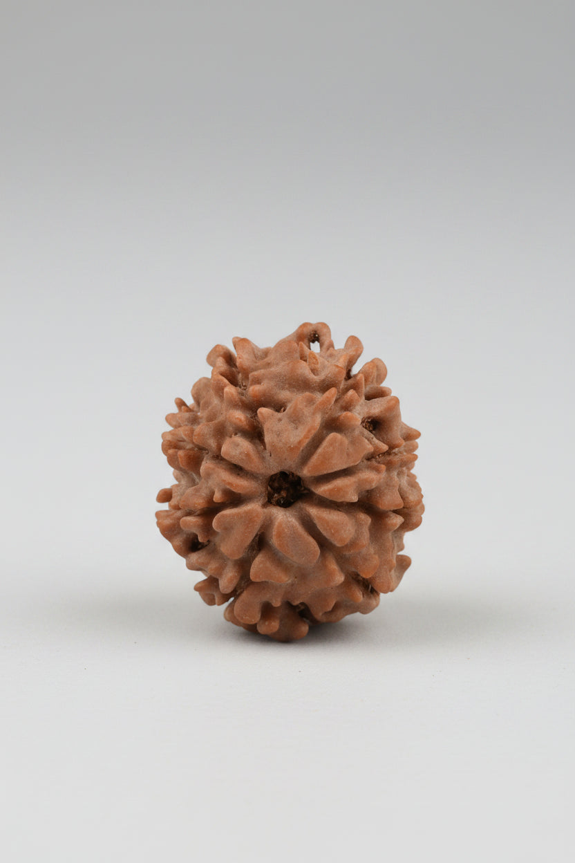 8 Mukhi Rudraksha from Nepal - Small 18 mm - Natural Certified Bead for Ganesha and Success