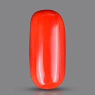 Red Italian Coral - 18.05 Carats