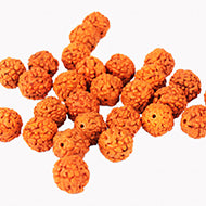 Rudraksha Spacers