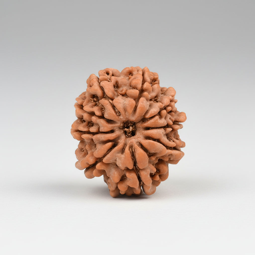 9 Mukhi from Nepal