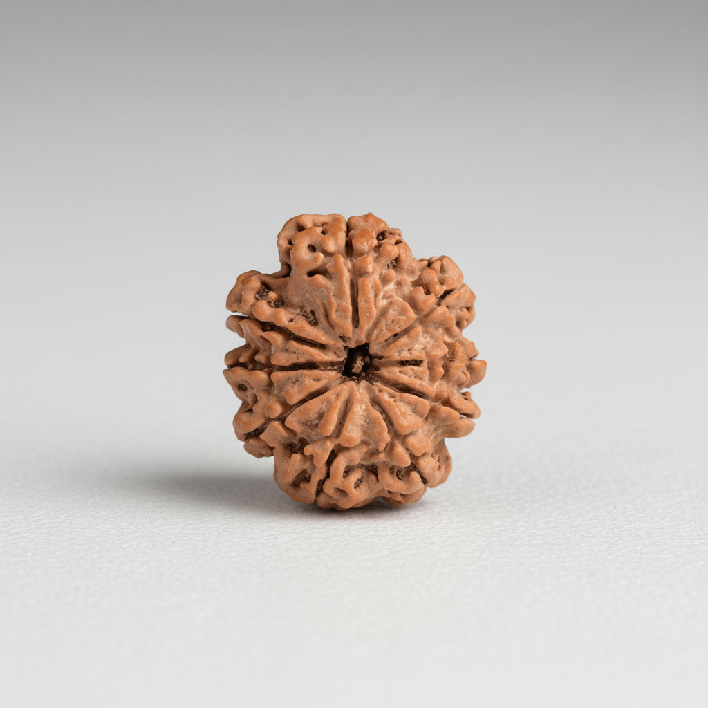 9 Mukhi from Nepal Large